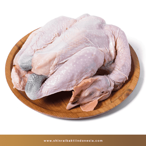 ayam kampung sbi ayam kampung sbi